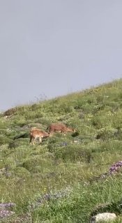 Горные козлы на склонах Хуступа, фото Никола Пашиняна