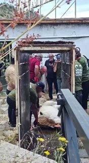 Животных из особняка Гагика Царукяна перевезли в Ереванский зоопарк